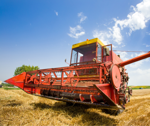 Czerwony kombajn pracuje na polu